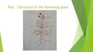 Test : Structure of the flowering plant