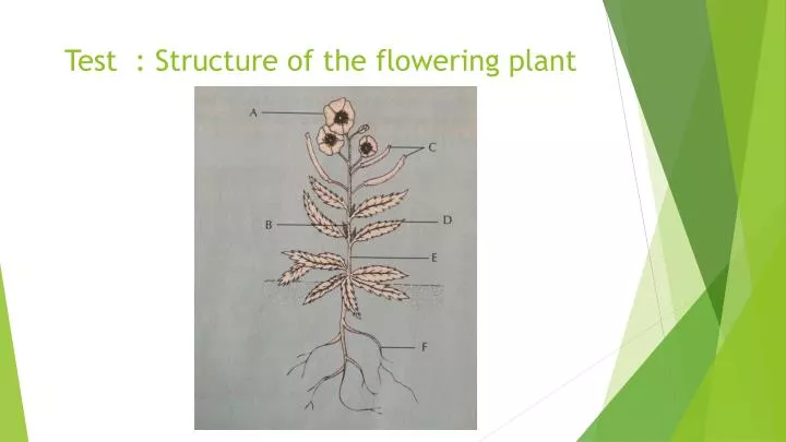 test structure of the flowering plant