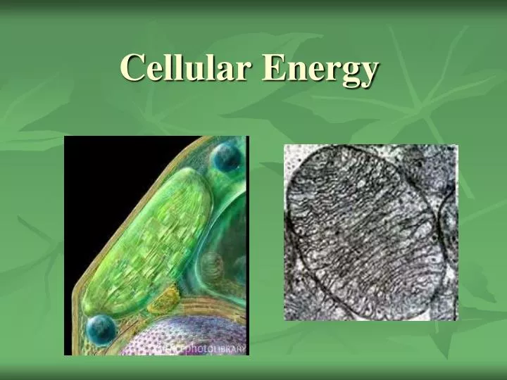 cellular energy