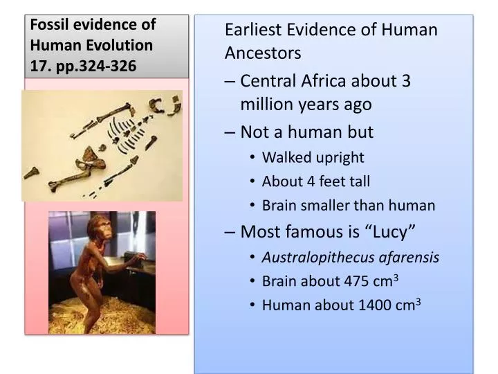 fossil evidence of human evolution 17 pp 324 326