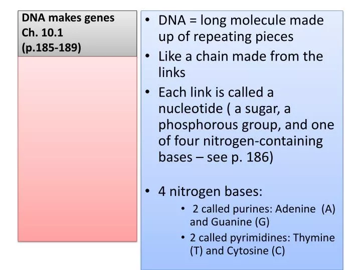 dna makes genes ch 10 1 p 185 189