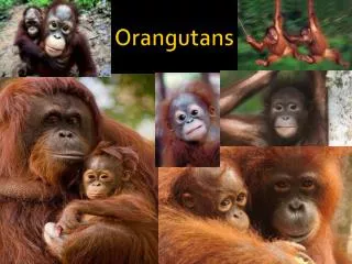 Orangutans