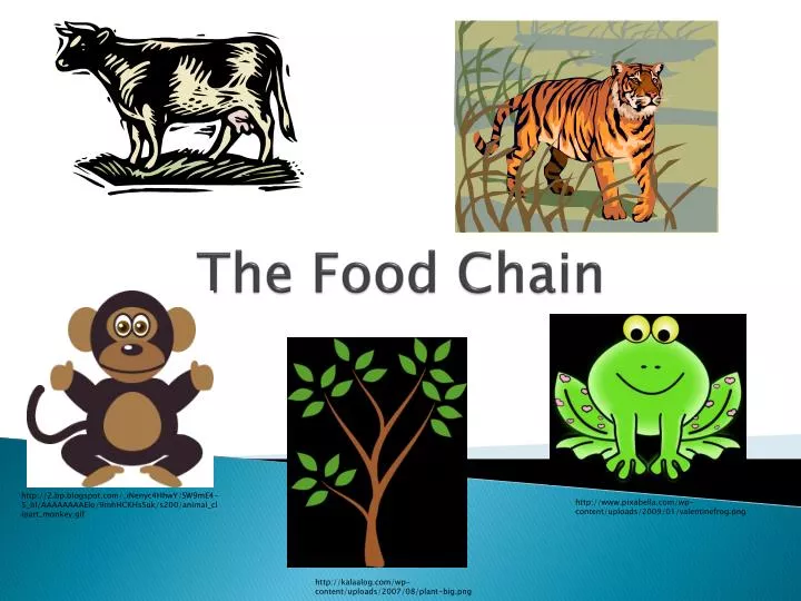 PPT - The Food Chain PowerPoint Presentation, free download - ID:3182706