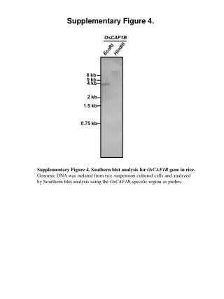 Supplementary Figure 4.