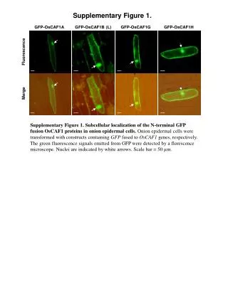 GFP-OsCAF1B (L)