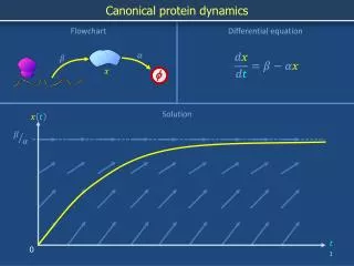Canonical protein dynamics