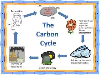 The Carbon Cycle