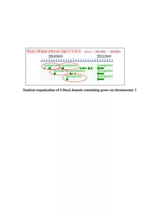 Tandem organization of 4 DnaJ domain containing genes on chromosome 3