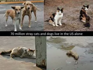 70 million stray cats and dogs live in the US alone