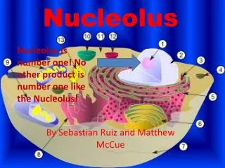 Nucleolus