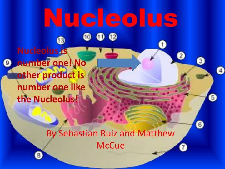 nucleolus