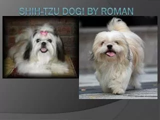 Shih-Tzu Dog ! By Roman