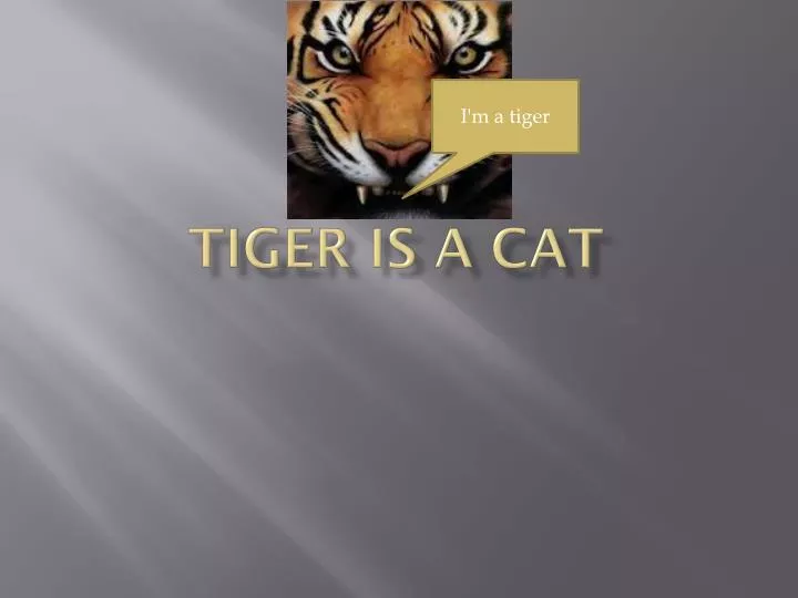 tiger is a cat