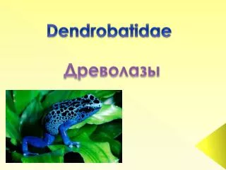 Dendrobatidae