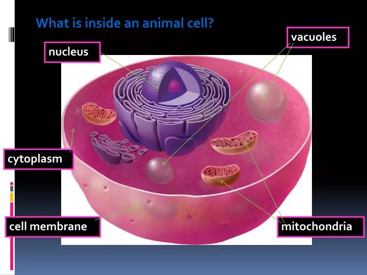 animal cell membrane
