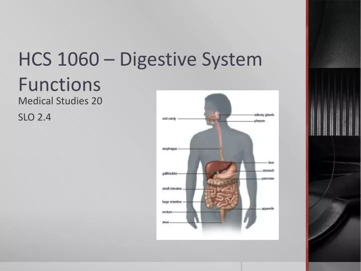 hcs 1060 digestive system functions