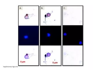 Supplementary Figure 3 6