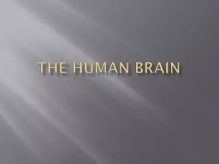 THE Human Brain