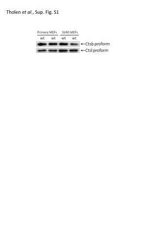 Tholen et al ., Sup . Fig. S1