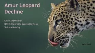 Amur Leopard Decline