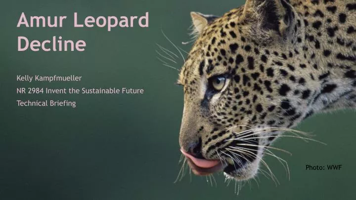 amur leopard decline