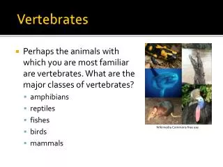 Vertebrates