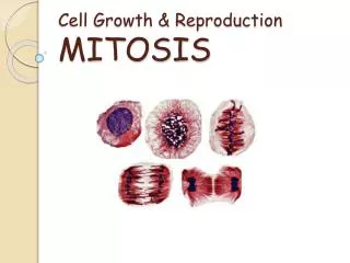 Cell Growth &amp; Reproduction MITOSIS