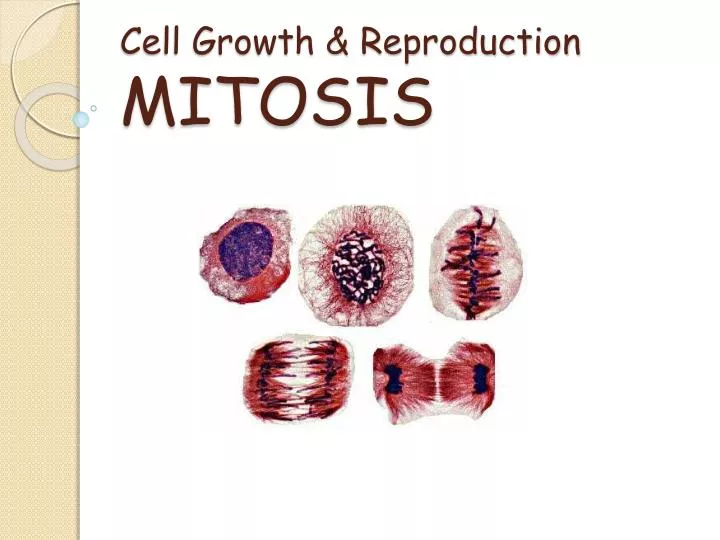 cell growth reproduction mitosis