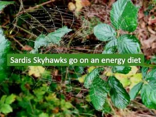 Sardis Skyhawks go on an energy diet