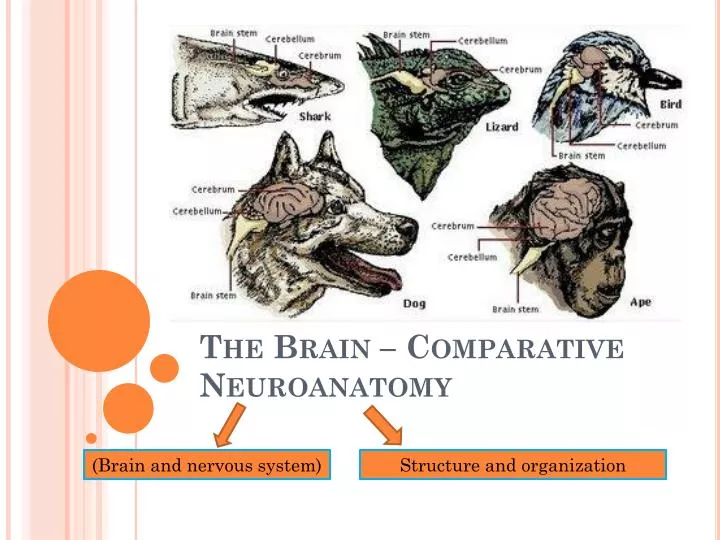 the brain comparative neuroanatomy
