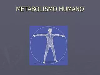 metabolismo humano
