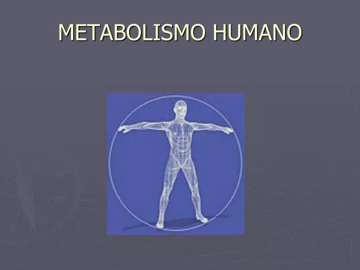metabolismo humano
