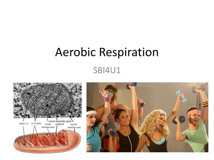 aerobic respiration