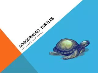 Loggerhead turtles