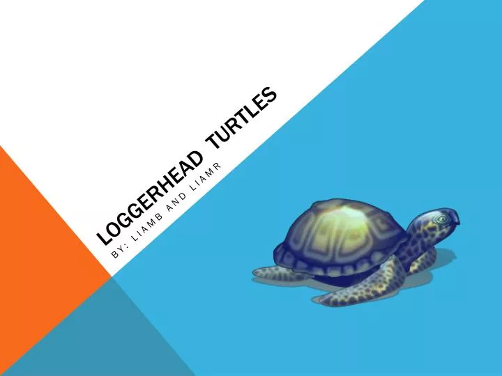 loggerhead turtles