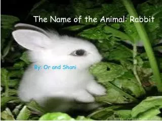 The Name of the Animal: Rabbit