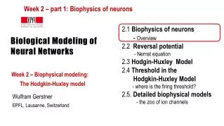 Biological Modeling of Neural Networks