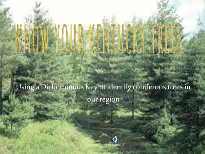 using a dichotomous key to identify coniferous trees in our region click to continue