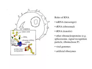 Roles of RNA mRNA (messenger) rRNA (ribosomal) tRNA (transfer)