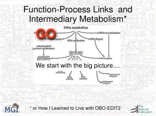 Function-Process Links and Intermediary Metabolism*