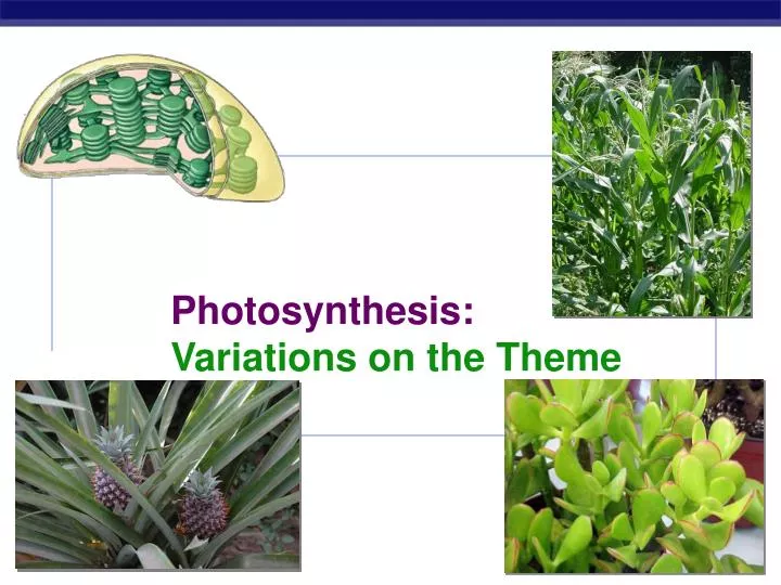 photosynthesis variations on the theme