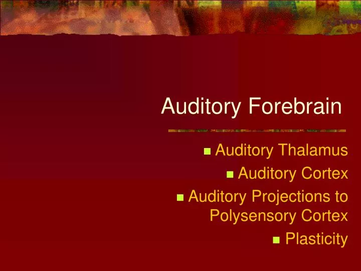 auditory forebrain
