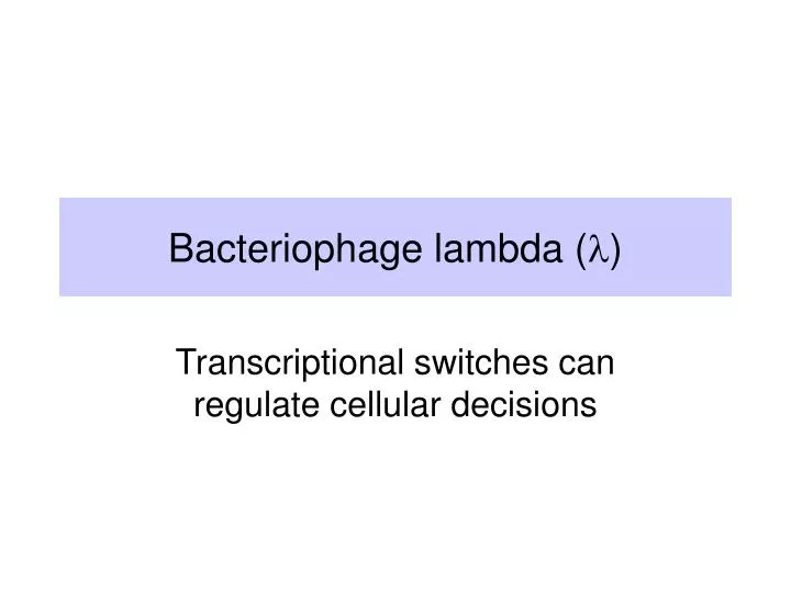 bacteriophage lambda l