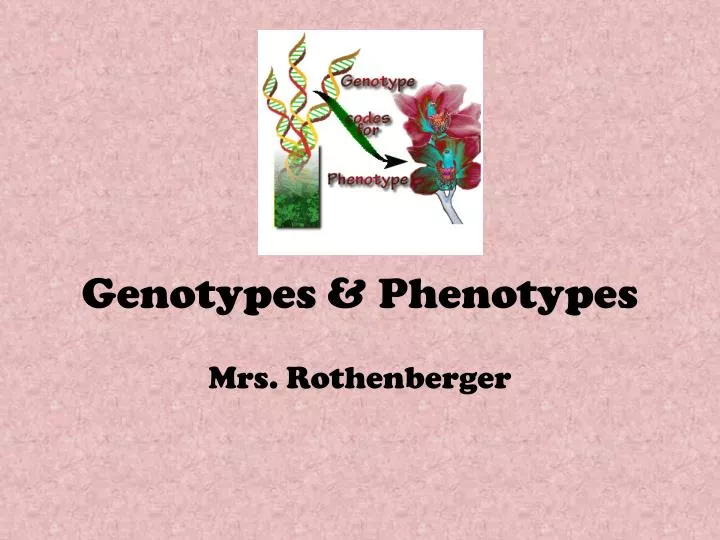 genotypes phenotypes