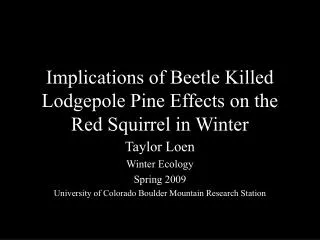 Implications of Beetle Killed Lodgepole Pine Effects on the Red Squirrel in Winter