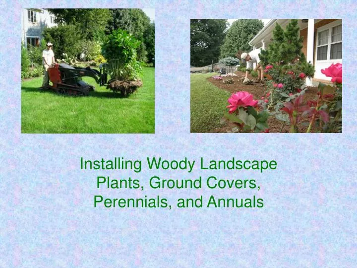 installing woody landscape plants ground covers perennials and annuals