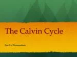 The Calvin Cycle - slide 1