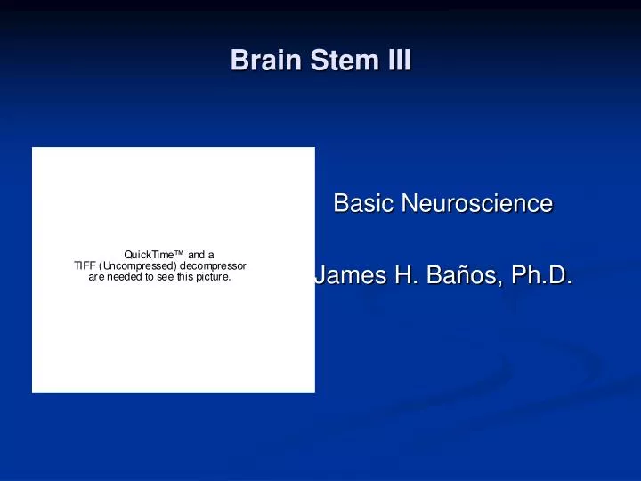 brain stem iii