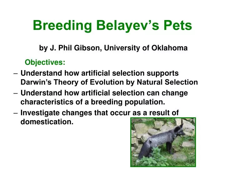 breeding belayev s pets