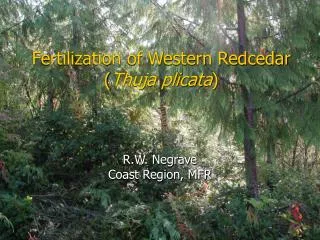 Fertilization of Western Redcedar ( Thuja plicata )